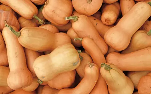 Un tas de courges butternut, certaines allongées, d'autres plus rondes, prêtes à être cuisinées.
