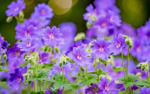Un parterre de fleurs violettes, des géraniums vivaces aux pétales délicats, s'épanouissent sous un doux soleil.