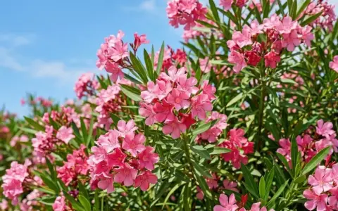 Un buisson de laurier rose en pleine floraison, avec des grappes de fleurs roses vives sous un ciel bleu clair.