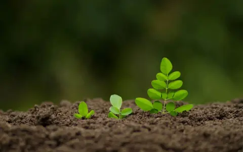 Trois jeunes pousses vertes émergent du sol brun, symbolisant la croissance et le début d'un projet, comme semer gazon.