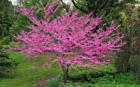 Arbre de Judée en fleurs, malgré ses inconvénients, offre un spectacle magnifique. Ses branches chargées de fleurs roses illuminent le paysage verdoyant.