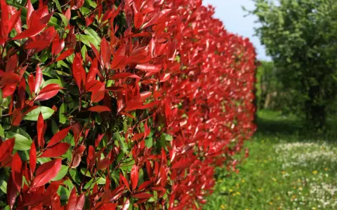 Haie de Photinia aux feuilles rouge vif et vertes, avec un champ fleuri en arrière-plan.
