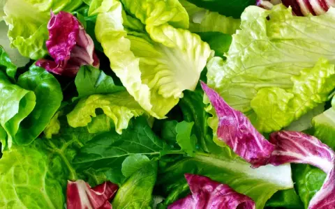 Un assortiment coloré de feuilles de laitue et de radicchio, prêt pour une salade à couper.