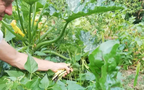Un jardinier récolte des haricots verts et jaunes, prêts à être semés pour une nouvelle récolte.