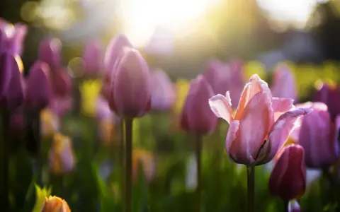 Champ de tulipes roses et violettes baigné par la lumière dorée du soleil, annonçant le retour des fleurs de printemps.