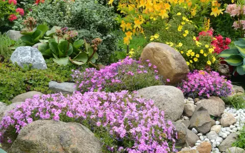 Rocaille fleurie avec des phlox roses, des azalées jaunes et des rochers.