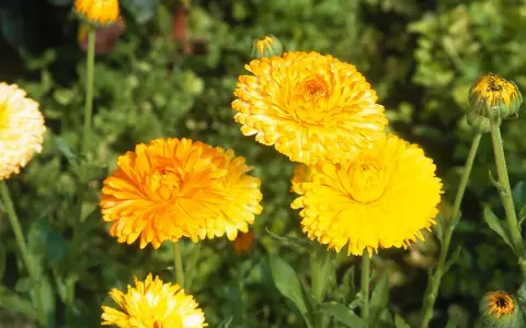 Plusieurs soucis fleur aux teintes orangées et jaunes éclatantes s'épanouissent dans un jardin verdoyant.