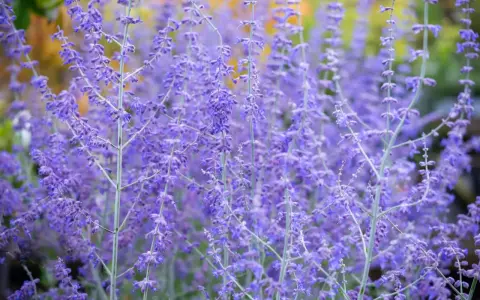 Des fleurs violettes de sauge d'Afghanistan s'élèvent, créant un tapis de couleur douce.