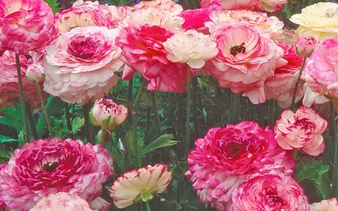 Un bouquet de renoncules aux pétales roses et blancs, certaines avec des touches de fuchsia, évoque un jardin printanier.