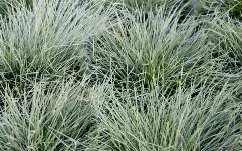 Gros plan sur des touffes d'herbe bleu-vert aux fines feuilles dressées.