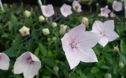 Fleurs d'été roses et blanches, en forme d'étoile, avec des veines violettes, épanouies dans un jardin verdoyant.