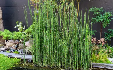 Un bouquet de prêle du Japon, aux tiges vertes segmentées, borde un étang dans un jardin zen.