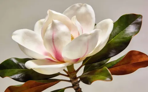 Magnifique fleur de magnolia blanc et rose, avec des feuilles vertes foncées et brunes. Un arbre magnolia en pleine floraison.