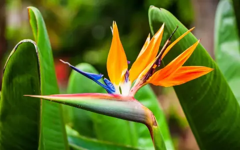 Fleur d'oiseaux du paradis aux couleurs vives, orange, bleu et verte, se détachant sur un fond de feuilles luxuriantes.