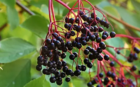 Grappes de baies noires de sureau, prêtes à être transformées en purin de sureau, sur des tiges rouges et des feuilles vertes.