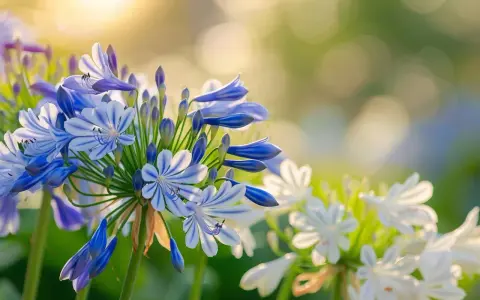 Agapanthe floraison : des fleurs bleues et blanches aux rayures délicates s'épanouissent sous un soleil doux, créant une scène printanière paisible.