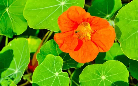 Une fleur orange vif de capucine grimpante s'épanouit parmi ses grandes feuilles vertes.