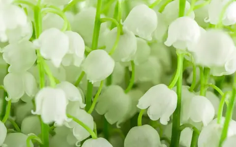 Un bouquet de muguet blanc, prêt à replanter. Ses clochettes délicates évoquent le printemps et le renouveau.