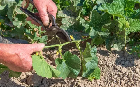 Main d'un jardinier coupant une tige de melon avec des cisailles. La taille du melon est essentielle pour une bonne croissance.