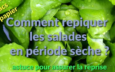 Feuilles de salade vertes et humides. Texte : "Comment repiquer les salades en période sèche ? Astuce pour assurer la reprise.
