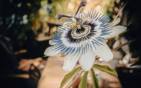 Une bouture passiflore, fleur exotique aux pétales blancs et filaments bleus et violets, s'épanouit dans un jardin.