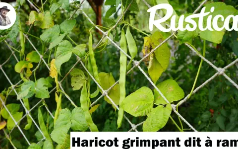 Haricot grimpant dit à rame, ses longues gousses vertes s'accrochent à un filet, promettant une récolte abondante.