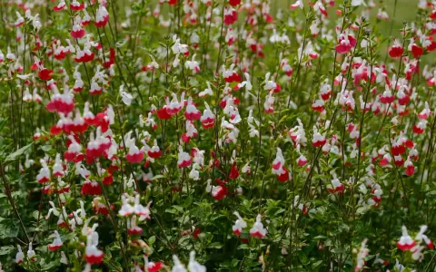 Un parterre de sauge arbustive aux fleurs bicolores rouge et blanc, créant un tapis coloré.