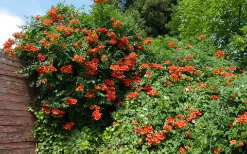 Un mur de bois patiné côtoie une bignone luxuriante, ses fleurs orange vif formant une cascade éclatante. La taille de cette bignone est impressionnante.