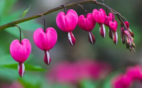Des cœurs de Marie roses, en forme de goutte, pendent d'une tige. Leurs pétales blancs contrastent avec le rose vif.