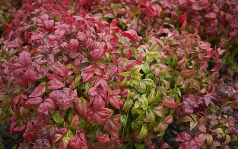 Feuillage dense de bambou sacré, mêlant des teintes rouges flamboyantes à des verts plus discrets, évoquant la beauté de la nature.