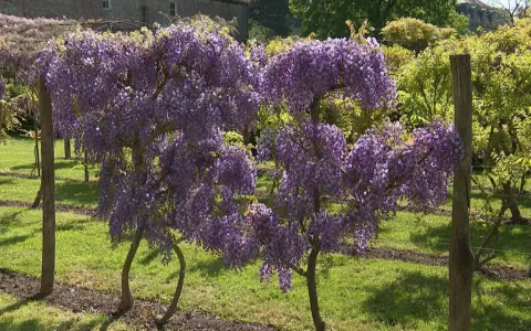 Magnifique glycine arbre en pleine floraison, ses grappes violettes tombent en cascade sur un tapis d'herbe verte.