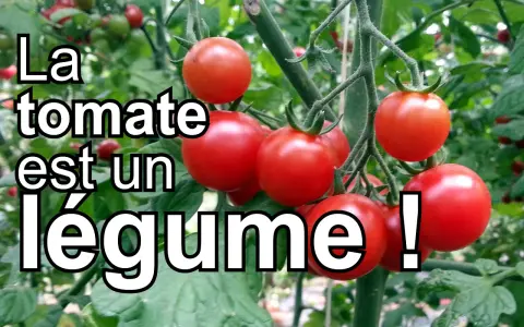Grappe de tomates rouges mûres sur leur pied. La tomate est un légume, pas un fruit, selon la cuisine.