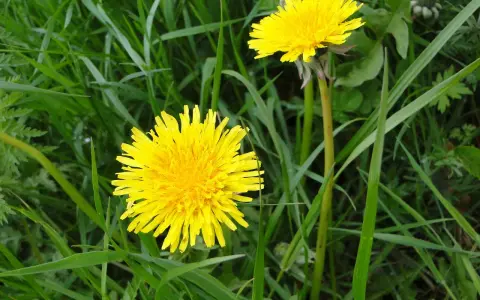Deux pissenlits jaunes éclatants dans l'herbe verte.