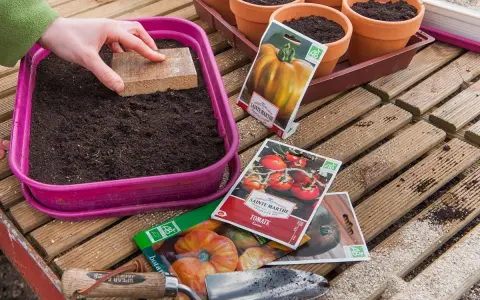 Préparation des semis de tomates. Une main tasse la terre dans un bac rose, entourée de sachets de graines et de petits pots.