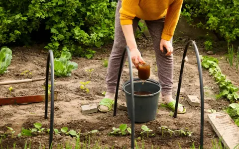 Une personne arrose des jeunes plants avec un liquide brun, probablement un engrais naturel, dans un potager.