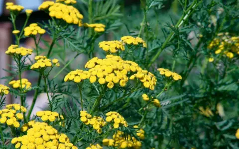 Fleurs jaunes vives de tanaisie, une plante souvent utilisée pour son purin de tanaisie aux propriétés répulsives.