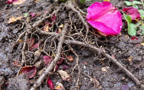 Gros plan sur les racines d'un rosier dans un terreau humide, parsemé de pétales de roses roses et rouges.