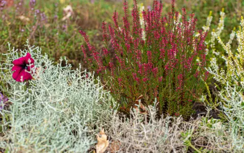 Plante de bruyère rose et fleur pourpre dans un jardin avec des plantes grises et vertes.