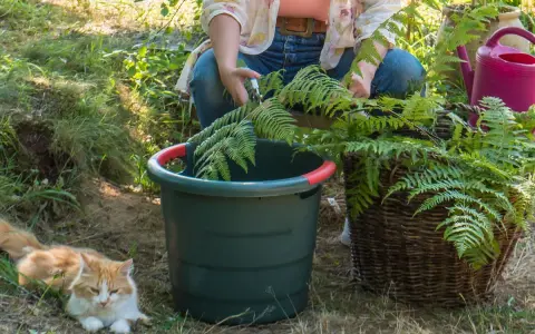 Préparation du purin de fougère. Une personne coupe des fougères près d'un seau vert et d'un panier en osier. Un chat roux se repose à proximité.