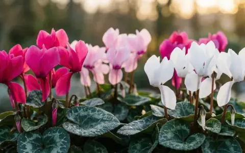 Cyclamens roses, blancs et roses pâles, parfaits pour un entretien facile au jardin.