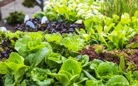 Des salades vertes et rouges prêtes à être plantées. Un assortiment coloré pour un potager gourmand.