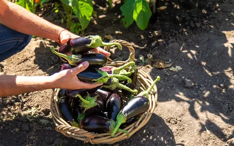 Mains remplies d'aubergines fraîchement cueillies, prêtes à être déposées dans un panier en osier. La récolte de la plant aubergine est abondante.