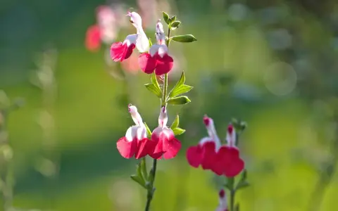 Fleurs bicolores de sauge arbustive, rouge et blanc, sur fond vert flou.