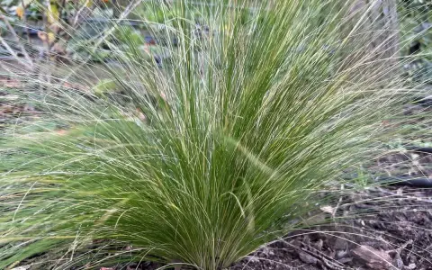 Une touffe d'herbe verte aux fines feuilles retombantes, comme des cheveux d'ange, pousse sur un sol couvert de mousse et de feuilles mortes.