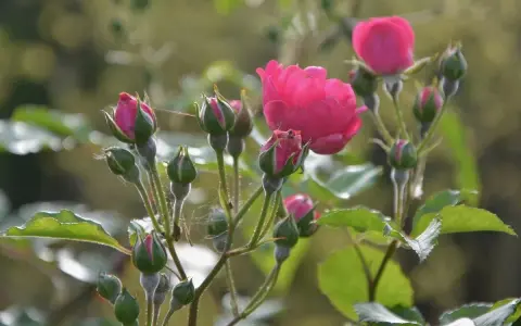 Boutures de rosier en pleine croissance, avec des bourgeons verts et quelques fleurs roses écloses.