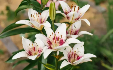 Un bouquet de lys asiatiques blancs aux pétales tachetés de pourpre, avec un bouton floral vert au centre.