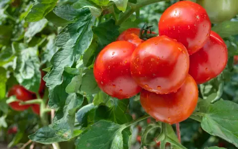 Grappe de tomates anciennes, rouges et juteuses, couvertes de gouttelettes d'eau, sur un plant verdoyant.