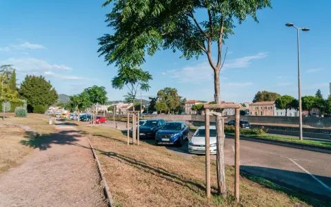 Un jeune arbre est soutenu par un tuteur en bois, prêt à grandir fort au bord d'une route ensoleillée.