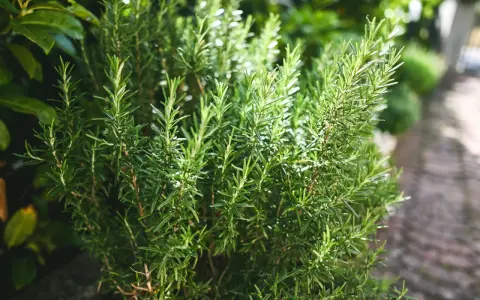 Gros plan sur un plant de romarin vert vif dans un jardin, avec des feuilles fines et des tiges.