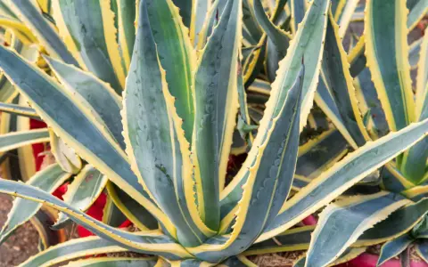Gros plan sur une plante agave aux feuilles charnues, vertes et bleutées, bordées de jaune vif. Ses épines rouges ajoutent une touche de couleur.